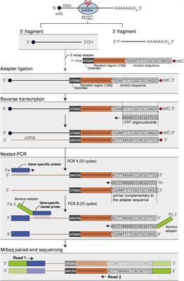 Respective Contributions of URT1 and HESO1 to the Uridylation of 5′ Fragments Produced From RISC-Cleaved mRNAs